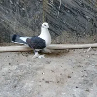 کبوتر دمچتری و تزیینی|پرنده|بابل, |دیوار