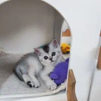 گربه بیریتیش سیلور