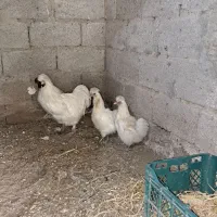 مرغ و خروس ابریشمی