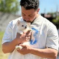 توله پامرین