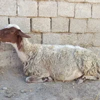 گوسفند قصابی ( میلنگه )