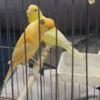 جوجه قناری نرو ماده