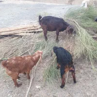 بزدوقلو|حیوانات مزرعه|نیشابور, چمبران|دیوار