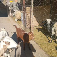 بز وگیسه آبستن نژاد دار|حیوانات مزرعه|کرمان, |دیوار