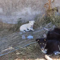 سگ هاسکی|سگ|کوراییم, |دیوار