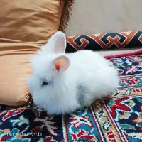 خرگوش جرسی 2عدد  آرام واهلی  ارسال دارم