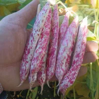 فروش پیله لوبیا چیتی