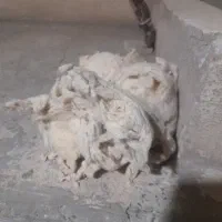 پنبه
