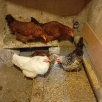 5 عدد مرغ سالم