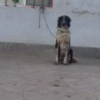 ماده قهدرجونی دهن پاک