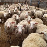 میش رومن دوقلوزا