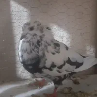 کفتر گرفتنی|پرنده|بندرعباس, |دیوار