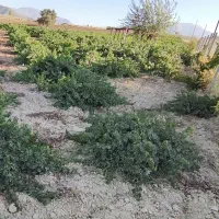 اجاره 4هکتارباغ انگور|اجارهٔ دفتر صنعتی، کشاورزی، تجاری|مریوان, |دیوار