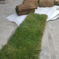 کاشت چمن رولی و بذری طبیعی