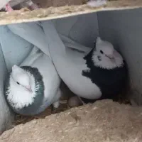 کفتر طوقی تروتمیز درجه یک