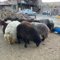 گوسفند نر وماده هموزیگوت و هتروزیگوت چند قلو زا|حیوانات مزرعه|تبریز, |دیوار