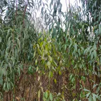 فروش نهال میوه