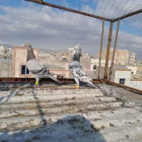 کبوتر کفتر|پرنده|اقبالیه, |دیوار