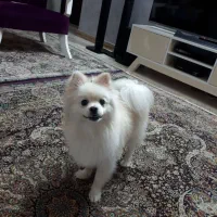 فروش سگ پامر