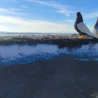 جفت نر پرشی بدون ارایش