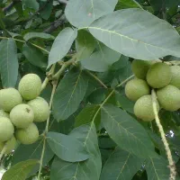 فروش نهال گردو اصلاح شده فرنور چندلر ژنوتیپ برتر|خدمات باغبانی و درختکاری|نیشابور, امین اسلامی|دیوار