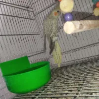 جفت مولد نر سخنگو با 2 جوجه