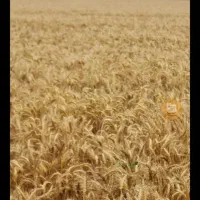 گندم بوجار شده کوهدشت