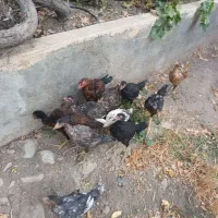 ۱۰عددخروس لا ی سالم وسرحال به شرط فوری|حیوانات مزرعه|کرج, کمال‌شهر|دیوار