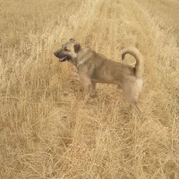 سگ جوان و گله ای و نگهبان|سگ|سجاس رود, |دیوار