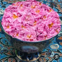 گل محمدی تازه