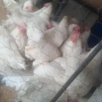 مرغ زنده مرغ خروس خونی