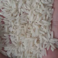 برنج فجروامرالهی سلطنتی