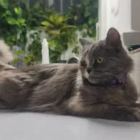 گربه پرشین خاص