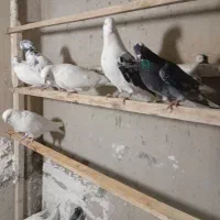 کفتر|پرنده|گیان, |دیوار