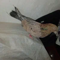 قیمت ۱۰۰۰۰۰۰