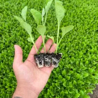 نشا|عمدهفروشی|زابل, |دیوار