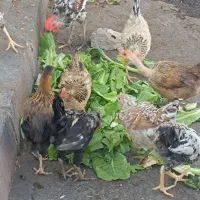مرغ و خروس|حیوانات مزرعه|اهواز, بهارستان|دیوار