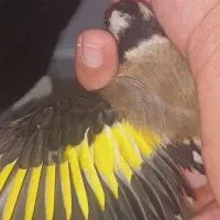 سهره نر|پرنده|پارسآباد, |دیوار