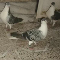 ساده مگسی خال سیاه