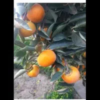 فروش خرمالو