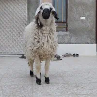 بره نر قوچ گوسفند|حیوانات مزرعه|زاهدان, |دیوار