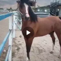 چند راس اسب