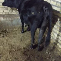 گاو چاق|حیوانات مزرعه|شادیان, |دیوار