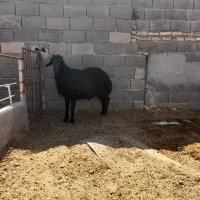 قوچ همو مشکی قره غزل