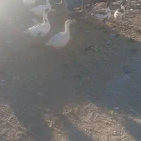 قاز|حیوانات مزرعه|وراوی, |دیوار