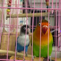 عروس هلندی و طوطی برزیلی|پرنده|رشت, منظریه|دیوار