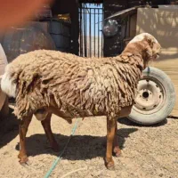 بره نر