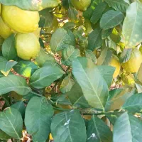 لیمو خاگی مخصوص سردخانه