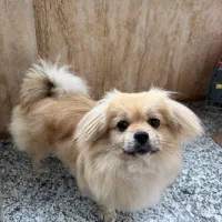 پیکینز اشپیتز