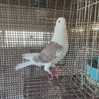 نرماده دوکت پلاکی نرالمانی ماده پلاکی کاکلی